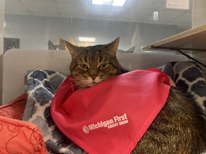 Kuzco the Cat enjoying his new Michigan First Bandana!